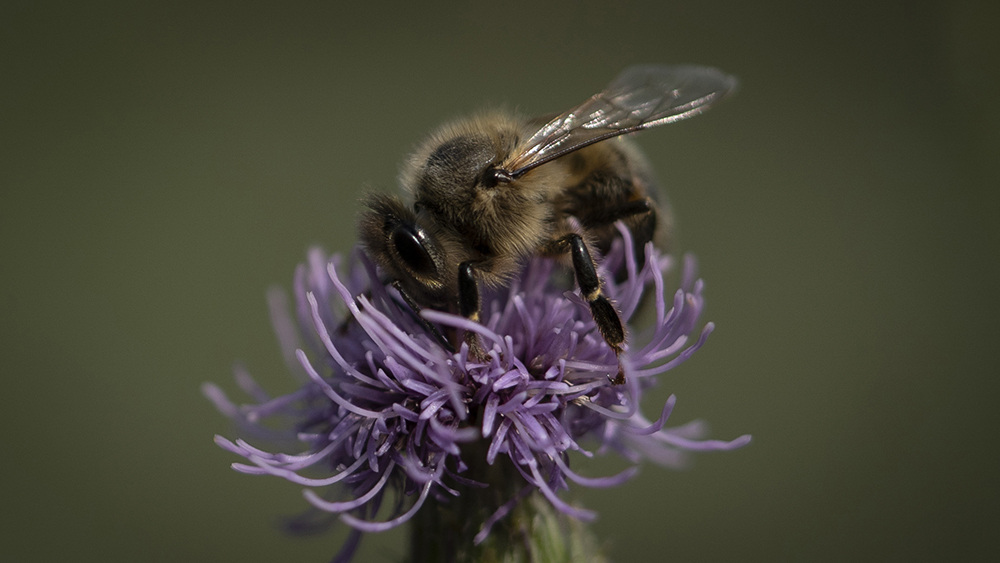 VS-Photograph_20240329_DRI_Ukraine_Beekeepers_Mykola_023_©OroWhitley_GGC copy